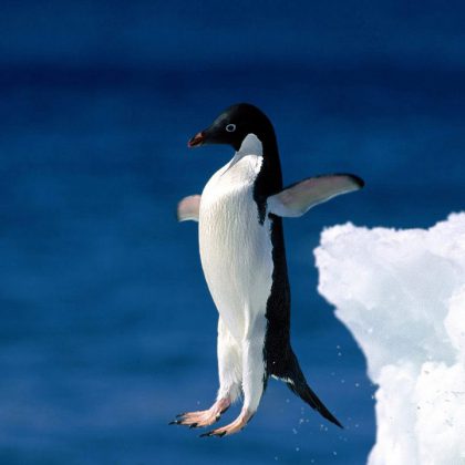 penguin